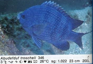 Abudefduf troscheli